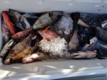 オーフリー 釣果