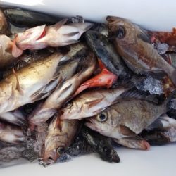 オーフリー 釣果