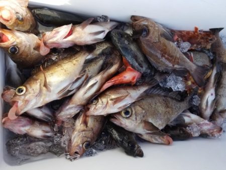 オーフリー 釣果