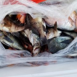 オーフリー 釣果