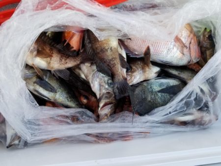 オーフリー 釣果