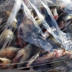 オーフリー 釣果