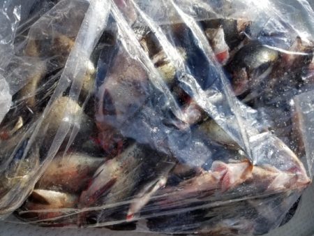 オーフリー 釣果