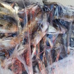 オーフリー 釣果