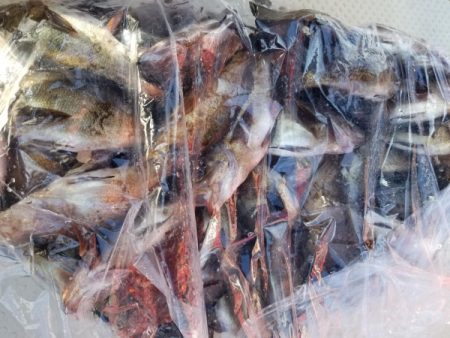 オーフリー 釣果