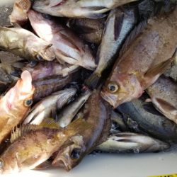 オーフリー 釣果