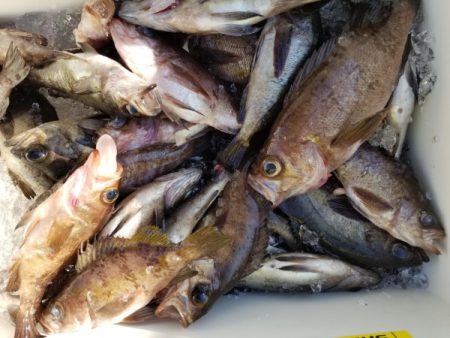 オーフリー 釣果