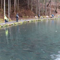 小菅トラウトガーデン 釣果