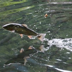 小菅トラウトガーデン 釣果