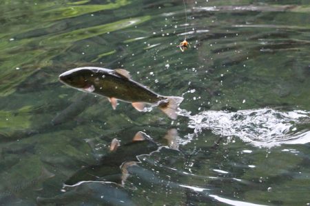 小菅トラウトガーデン 釣果