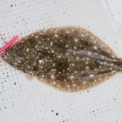 松本釣船２ 釣果