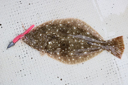 松本釣船２ 釣果