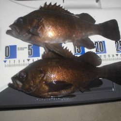 ルアー船マヒマヒ 釣果