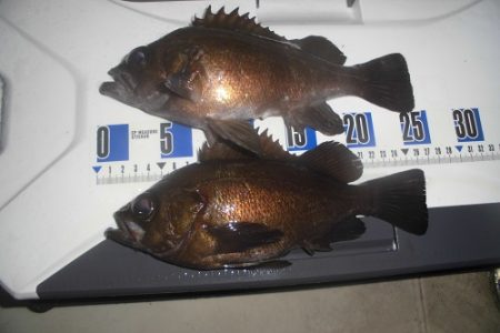 ルアー船マヒマヒ 釣果