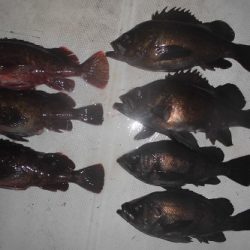 ルアー船マヒマヒ 釣果