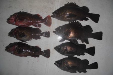 ルアー船マヒマヒ 釣果