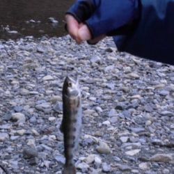 大井川（大井川(非)漁業協同組合） 釣果