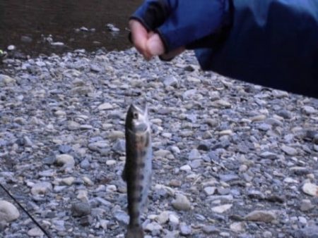 大井川（大井川(非)漁業協同組合） 釣果