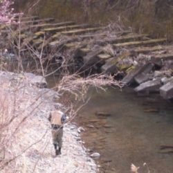 大井川（大井川(非)漁業協同組合） 釣果