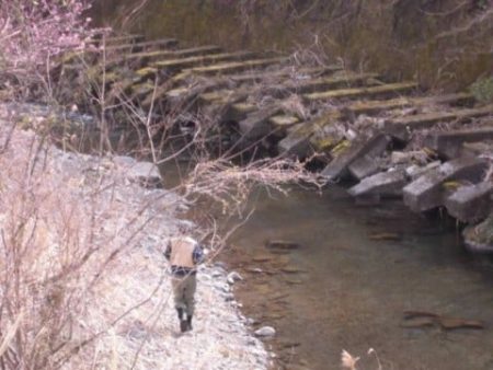 大井川（大井川(非)漁業協同組合） 釣果