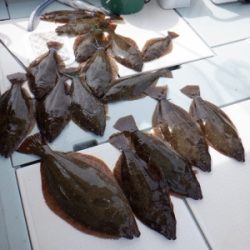 遊漁船 幸友丸 釣果