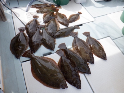 遊漁船 幸友丸 釣果