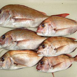 松本釣船２ 釣果