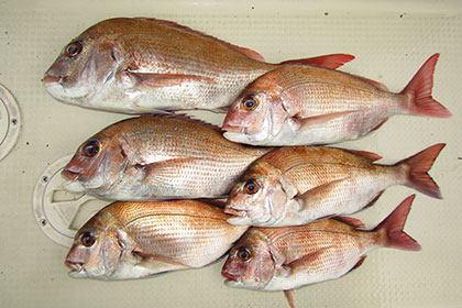 松本釣船２ 釣果