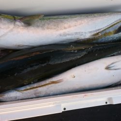 海龍丸（福岡） 釣果