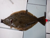 遊漁船 幸友丸 釣果