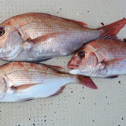 松本釣船２ 釣果