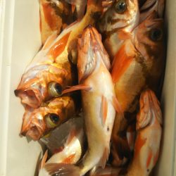 モンロー号 釣果