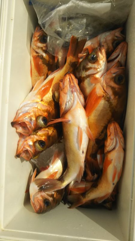 モンロー号 釣果