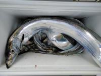 おおせき丸 釣果