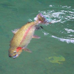 小菅トラウトガーデン 釣果