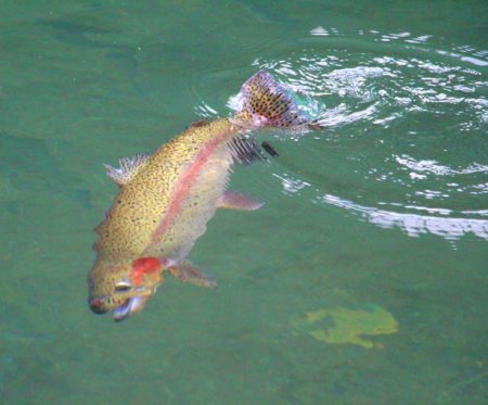 小菅トラウトガーデン 釣果