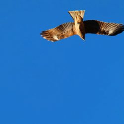 小菅トラウトガーデン 釣果