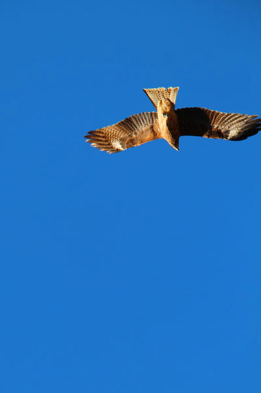 小菅トラウトガーデン 釣果