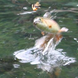 小菅トラウトガーデン 釣果