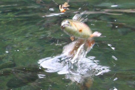 小菅トラウトガーデン 釣果