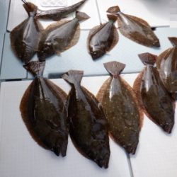 遊漁船 幸友丸 釣果