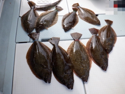 遊漁船 幸友丸 釣果