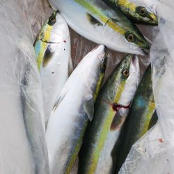 武士(SAMURAI) 釣果