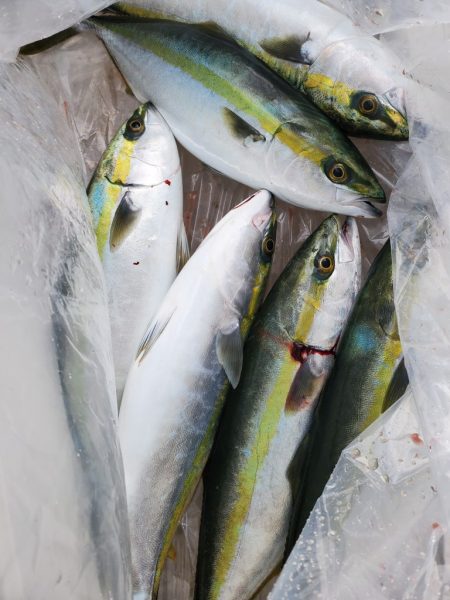 武士(SAMURAI) 釣果