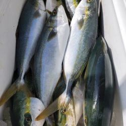 武士(SAMURAI) 釣果