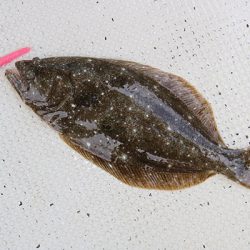 松本釣船２ 釣果