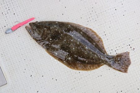 松本釣船２ 釣果