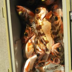 モンロー号 釣果