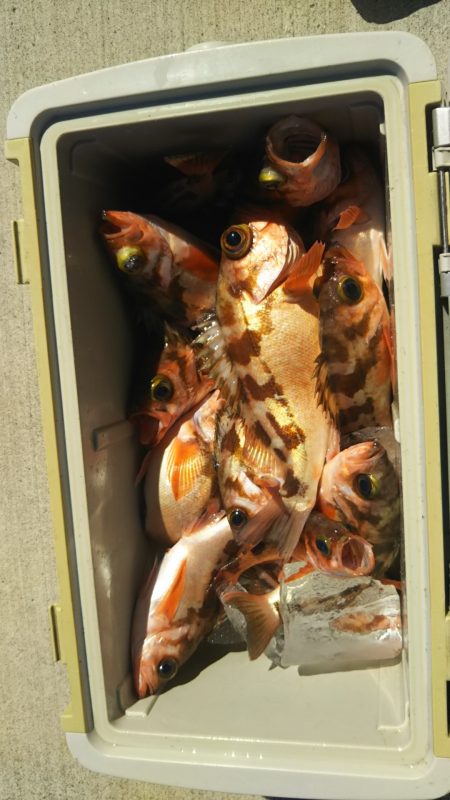 モンロー号 釣果