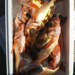 モンロー号 釣果